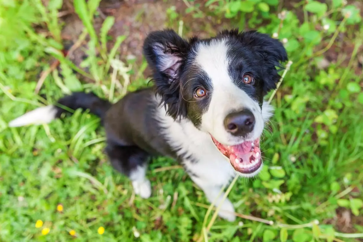 Home Remedies for Dog Swollen Face: What Every Pet Owner Should Know