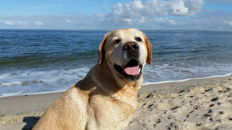 Home Remedy Antibiotics for Dogs: Natural Ways to Help Your Pup Heal
