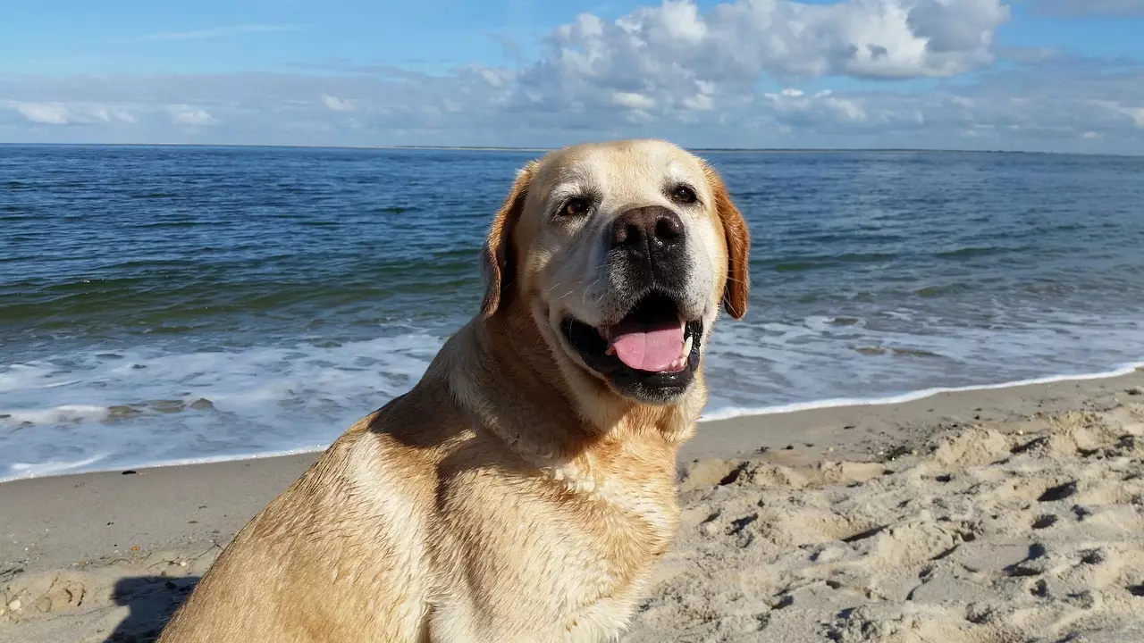 Home Remedy Antibiotics for Dogs: Natural Ways to Help Your Pup Heal