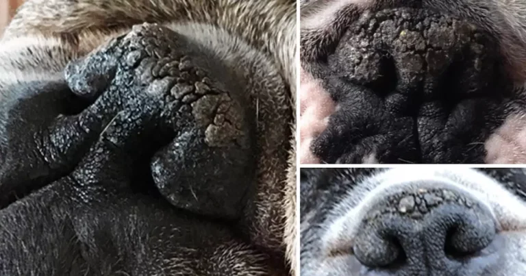 Proven Action Plan: Safe Home Remedies for Yeast Infection in Dogs (Ears, Paws, Skin)