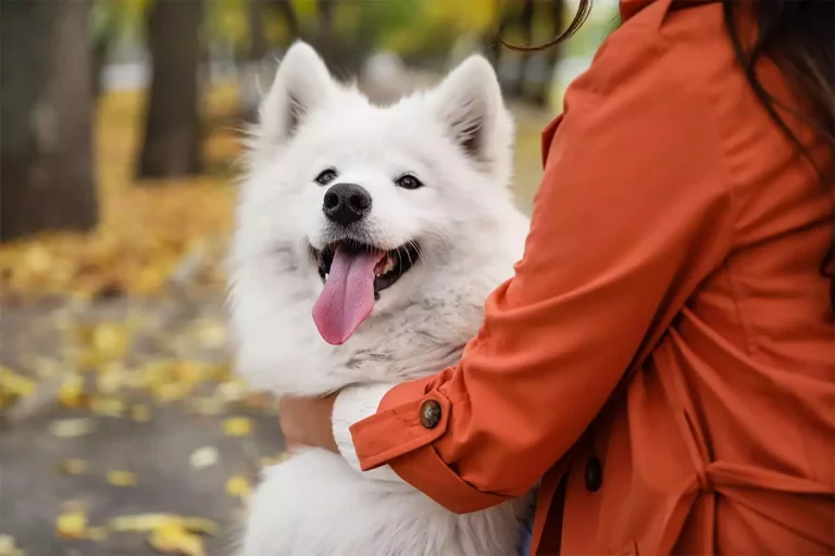 7 Proven Home Remedies for Dog Hair Loss and Itching That Actually Work