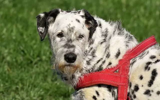 Home Remedies for Parvo in Dogs: Save Your Puppy's Life With These Emergency Tips