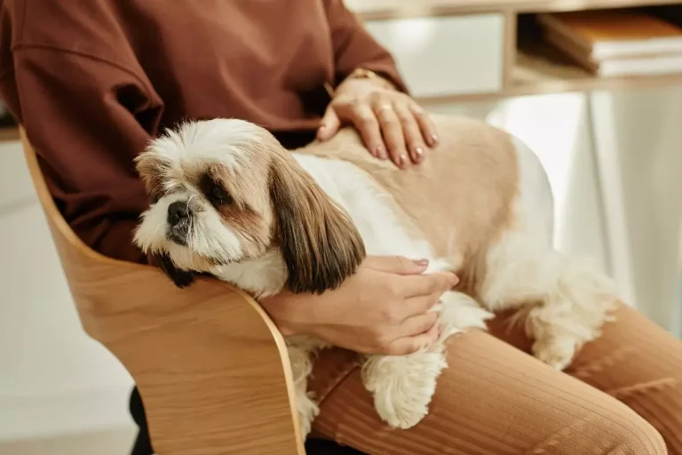 7 Safe Home Remedies for Dog Scooting (And When to Call the Vet)